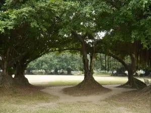 De inspiratiebron voor het gebouw: de banyanboom. Foto: Carolien Bais