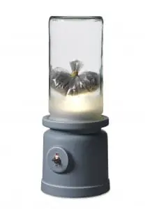 Studio Job-Woensel de poes