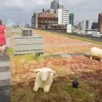 Rotterdamse dakendagen