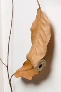 Susanna Bauer, detail Connect, 2015, magnolia leaves, cotton yarn, 52 x 52 x 7 cm.
Photo: art-photographers.co.uk
