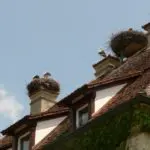 Checklist vogelvrij bouwen