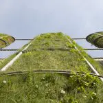 Het wonder van groene gevels