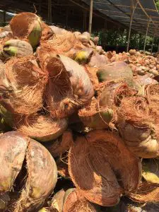 Alleen al in Indonesië verbranden boeren jaarlijks het restafval van zestien miljard geoogste kokosnoten