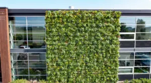 De groene gevel ondersteunt de klimaatbeheersing in het gebouw.