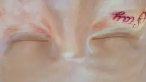 speculatieve steden van de toekomst