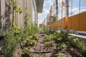 Op iedere verdieping vam het project 'Amsterdam Vertical' zijn ‘plantenbakken’ geïntegreerd in de constructie met verschillende breedtes en dieptes en met een grote diversiteit aan plantensoorten. Foto: Amsterdam Vertical