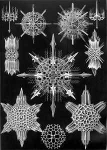Hexacoralla, Ernst Haeckel, uit Kusntforme der Natur. Foto Jacqueline Knudsen. 